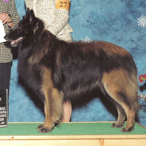 Paris won Group 4 at the Central Indiana Kennel Club show.