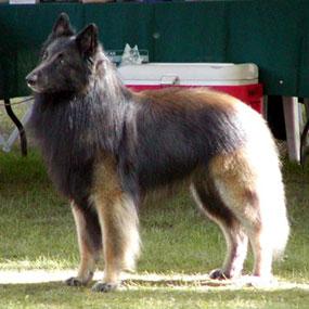 Paris in the ring at the ABTC 2004 National Specialty.
