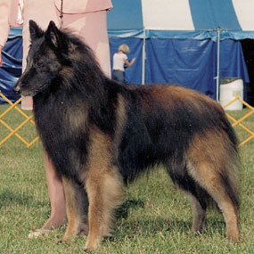 Paris won Best of Breed at the Lima Kennel Club show.