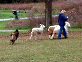 Paris moves his sheep at the Central Kentucky Herding Group Club's herding test in November 2004.