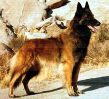 Hossana Du Masque Noir (Anna)