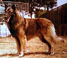 Elysee De Mont-Cenis (Ely)