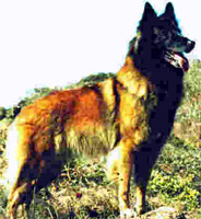 Starwind's Jessi Symons (Jessi)