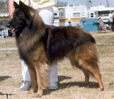 Yamin Van 'T Hof Melyn (Konig)