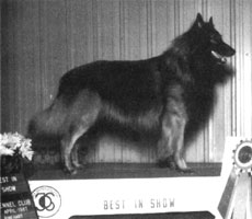 Crestar's Bon Dieu (Lourdy)