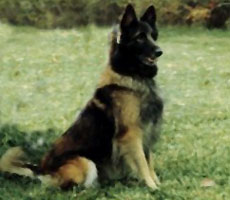 Rob-Lyns Ange Acajou (Misha)