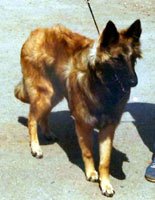 Novaskoshia Du Forest Ranger (Skoshia)