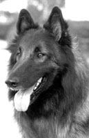 Norrevang Bacchus of Belamba (Bacchus)