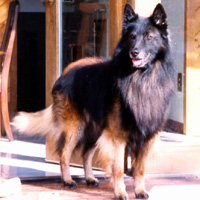 Tokeens Fyre-N-Ice (Ice)