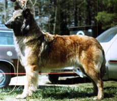 Ka-Jon's Sherry (Sherry)