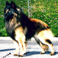 War Dance De Loup Noir (Dancer)