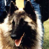 Bellman du Périgord Vert (Bellman)