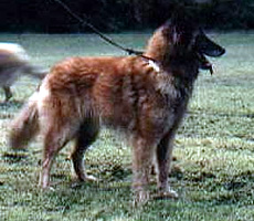 Kleo van de Hoge Laër (Kleo)