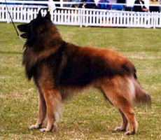 Ninja van de Hoge Laer at Delator for Charbonny (Ninja)