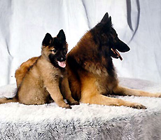 Go Ahead Make My Day (Daisy)