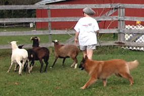 Buzz works sheep in the round pen (October 2003).
