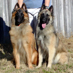 Buzz and Kosh from the front (November 2003).