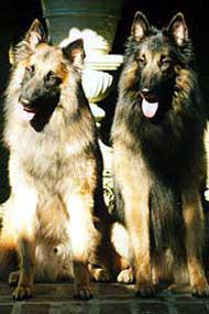Quazar (right) celebrates his 2nd birthday with his brother Luc (left) (May 1999).