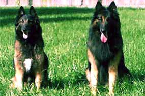 Quazar (right) with the dam of his first litter, Molly (July 2000).