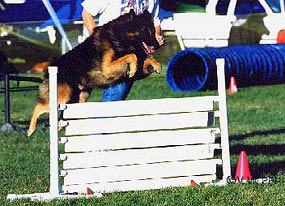 Quazar at a Queen City Dog Training Club agility trial (September 2000).