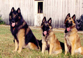 Quazar, with daughters Maria and Tango (October 2001).