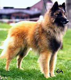 Gourou Du Crepuscule Des Loups (Ghor)