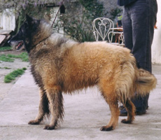 Joriss de Condivicnum (Joriss)