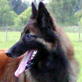 A head shot of Tango on July 4, 2002.