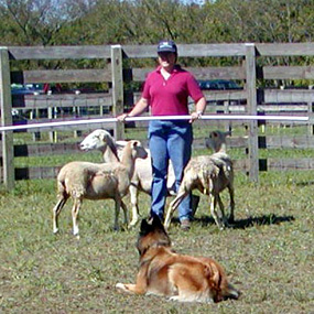 Tango works sheep at the 2002 Kapelos Herding Clinic.