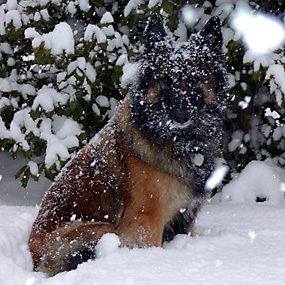 Tango sits in the snow.
