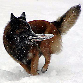 Playing catch in the snow.