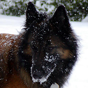 Tango's snowy muzzle.