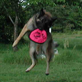Then I got to play with the frisbee. Yeehaw!!!!