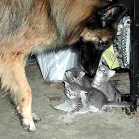 Tango plays with her kittens.
