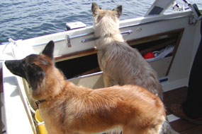 Dogs in the boat.