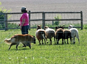 KO Trillium Annapurna