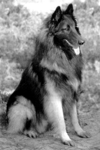 Norrevang Bacchus of Belamba