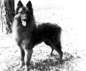 Bilgay's Black Creek Bandit