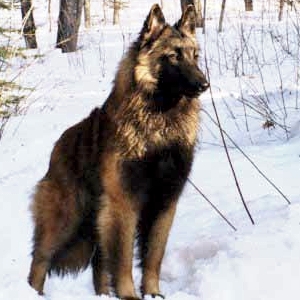 Nicha Symphonie En Mi Bemol