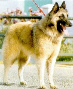 Brennie du Sart des Bois