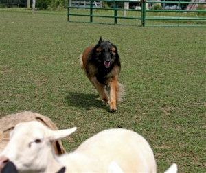 KO Supernova High Altitude