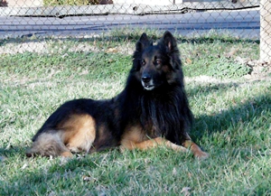 Tacara's Camarade Chivas