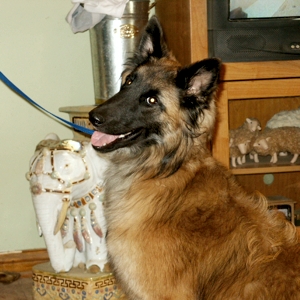 KO Mountain Laurel Princess