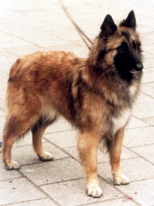 Cita van't Hof Melyn