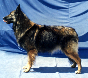 Whirlwinds Danseuse De Epris