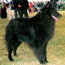 Dandy du Chemin des Dames