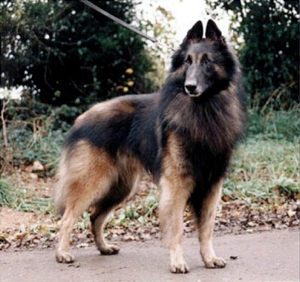 Domburg Sweet Talking Guy