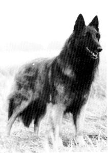 Snowbourn Enchantress of Vallivue