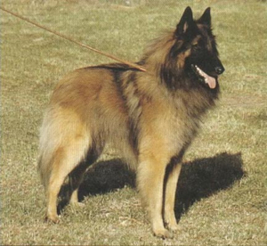 Femto du Bois du T&ocirc;t