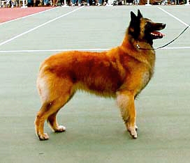 Bilgay's Lady Fergie Of Siedah